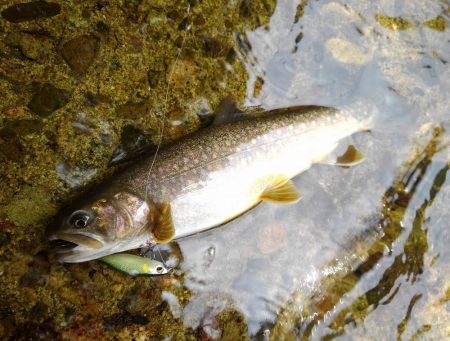 渓流ミノーイング ～九頭竜川水系～